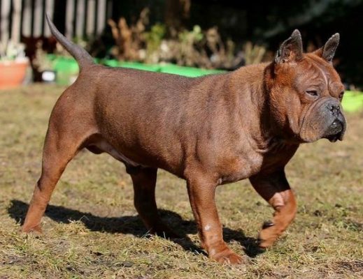 Chinese Chongqing Dog