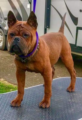 Chinese Chongqing Dog