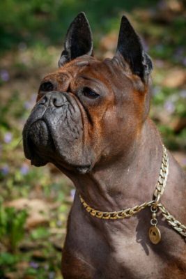 Chinese Chongqing Dog