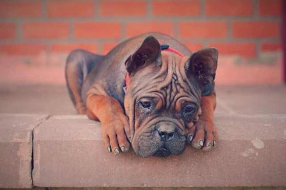 Chinese Chongqing Dog