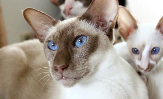 Colorpoint Shorthair