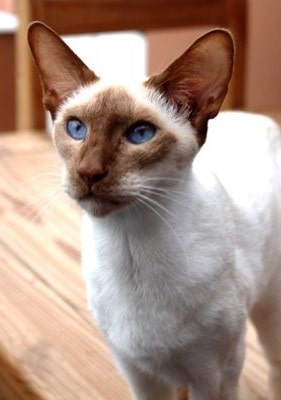 Colorpoint Shorthair