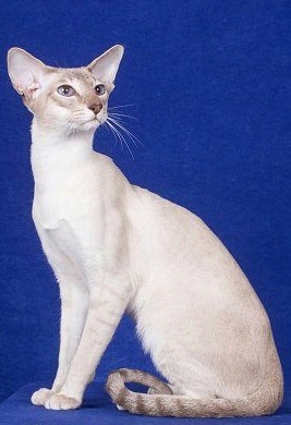 Colorpoint Shorthair