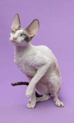 Cornish Rex