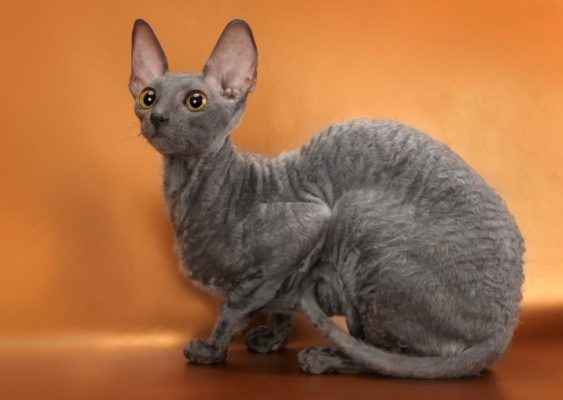 Cornish Rex