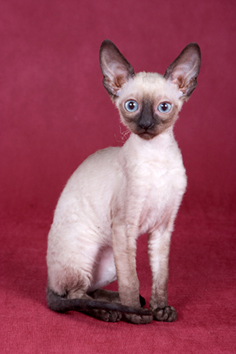 Cornish Rex