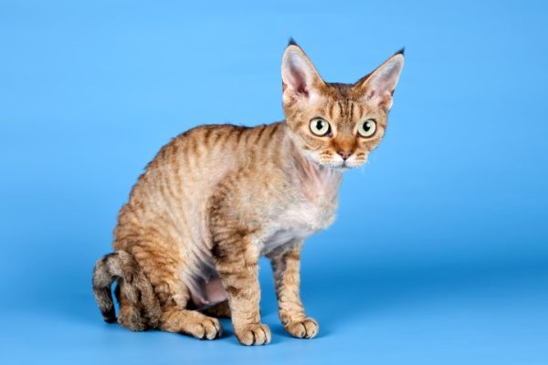 Devon Rex