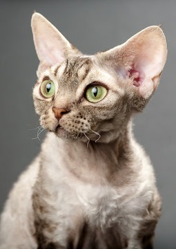 Devon Rex