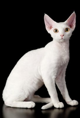 Devon Rex