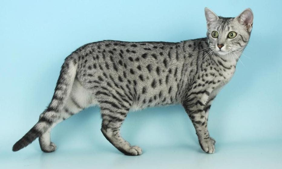 Egyptian Mau