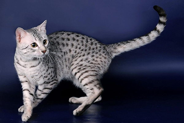 Egyptian Mau
