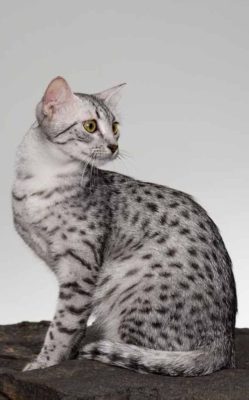 Egyptian Mau