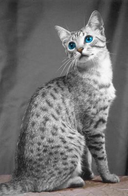 Egyptian Mau