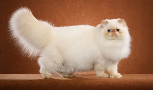 Himalayan Cat