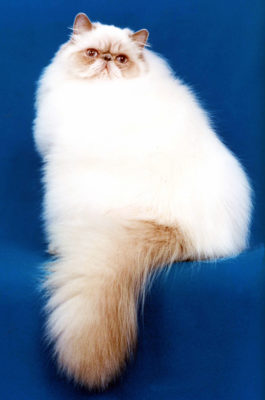 Himalayan Cat