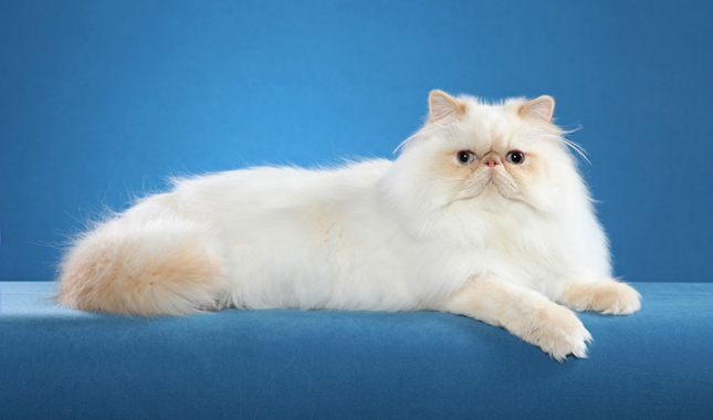 Himalayan Cat