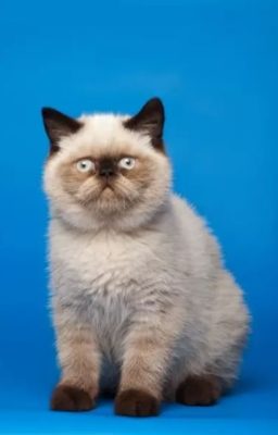 Himalayan Cat