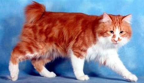 Karelian Bobtail Longhair