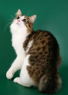 Karelian Bobtail Longhair