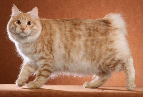 Karelian Bobtail Longhair