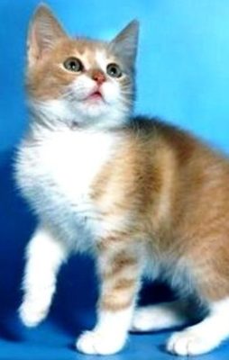 Karelian Bobtail Longhair