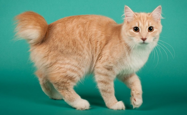 Karelian Bobtail Shorthair