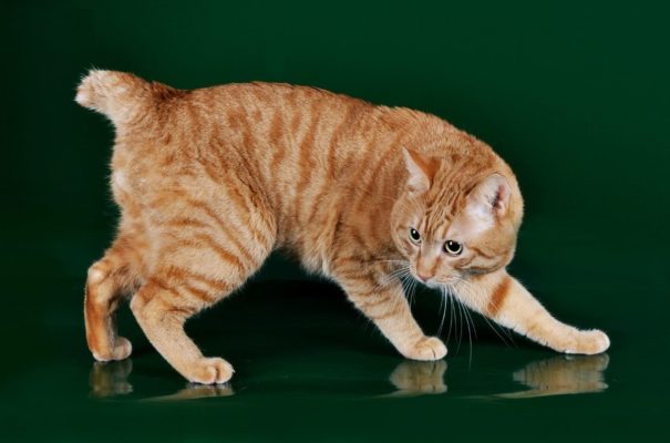 Karelian Bobtail Shorthair