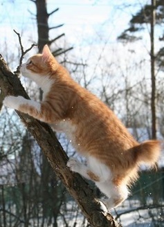 Karelian Bobtail Shorthair