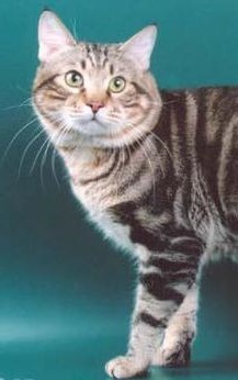 Karelian Bobtail Shorthair