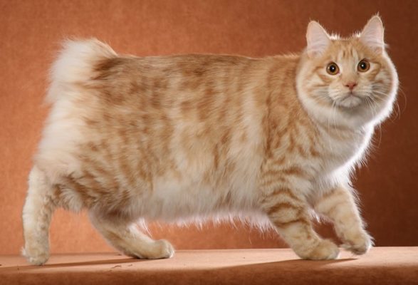 Kurilian Bobtail Longhair