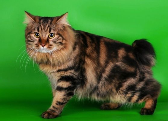 Kurilian Bobtail Longhair