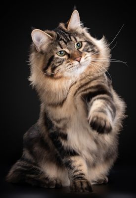 Kurilian Bobtail Longhair