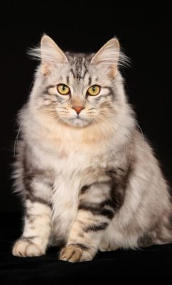 Kurilian Bobtail Longhair