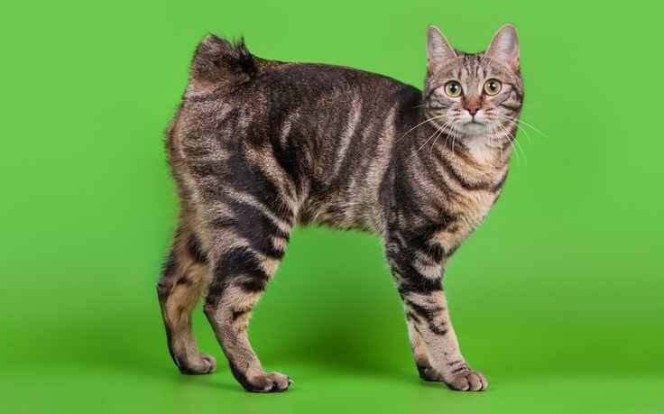 Kurilian Bobtail Shorthair