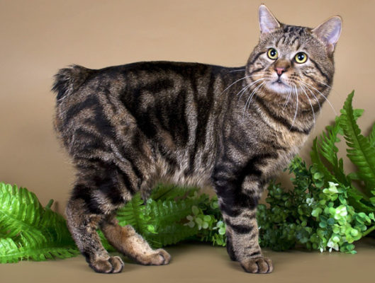 Kurilian Bobtail Shorthair