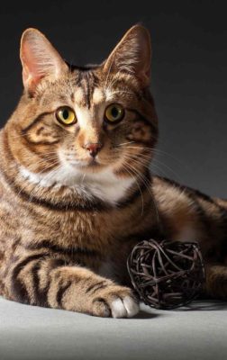 Kurilian Bobtail Shorthair