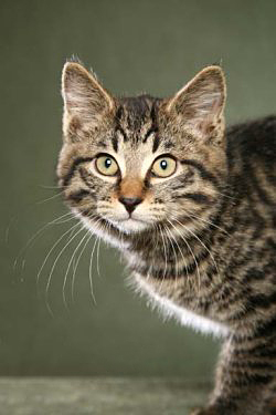 Kurilian Bobtail Shorthair