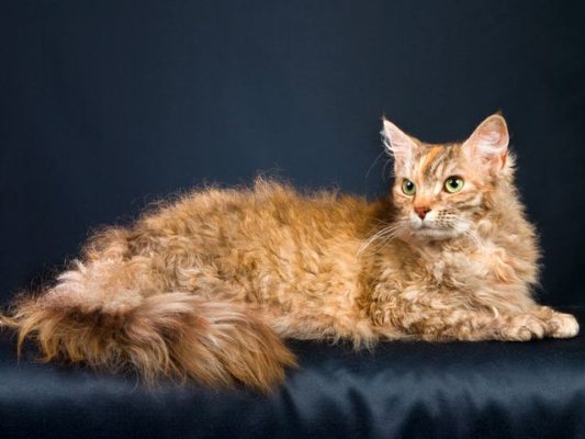 LaPerm Longhair