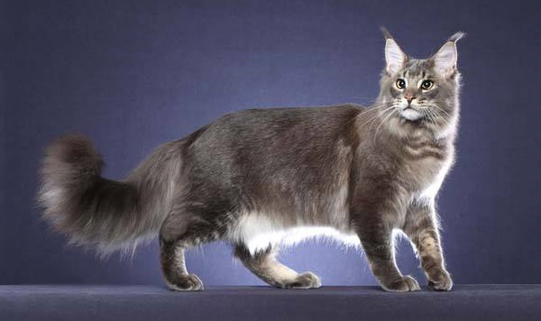 Maine Coon