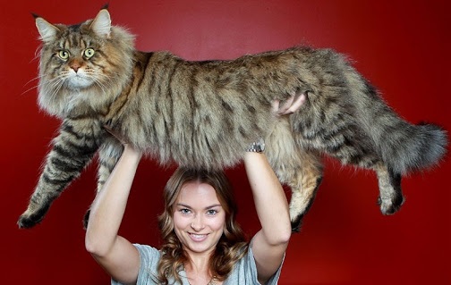 Maine Coon