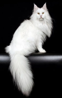Maine Coon