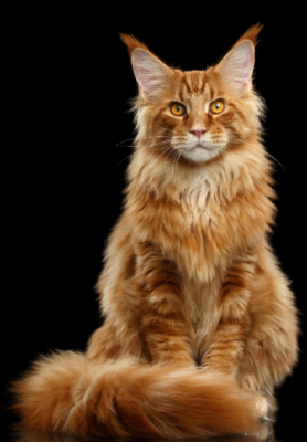 Maine Coon