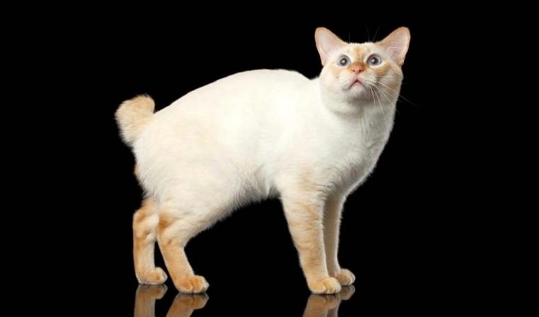 Mekong Bobtail