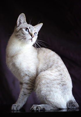 Mekong Bobtail