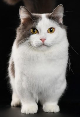 Munchkin Longhair