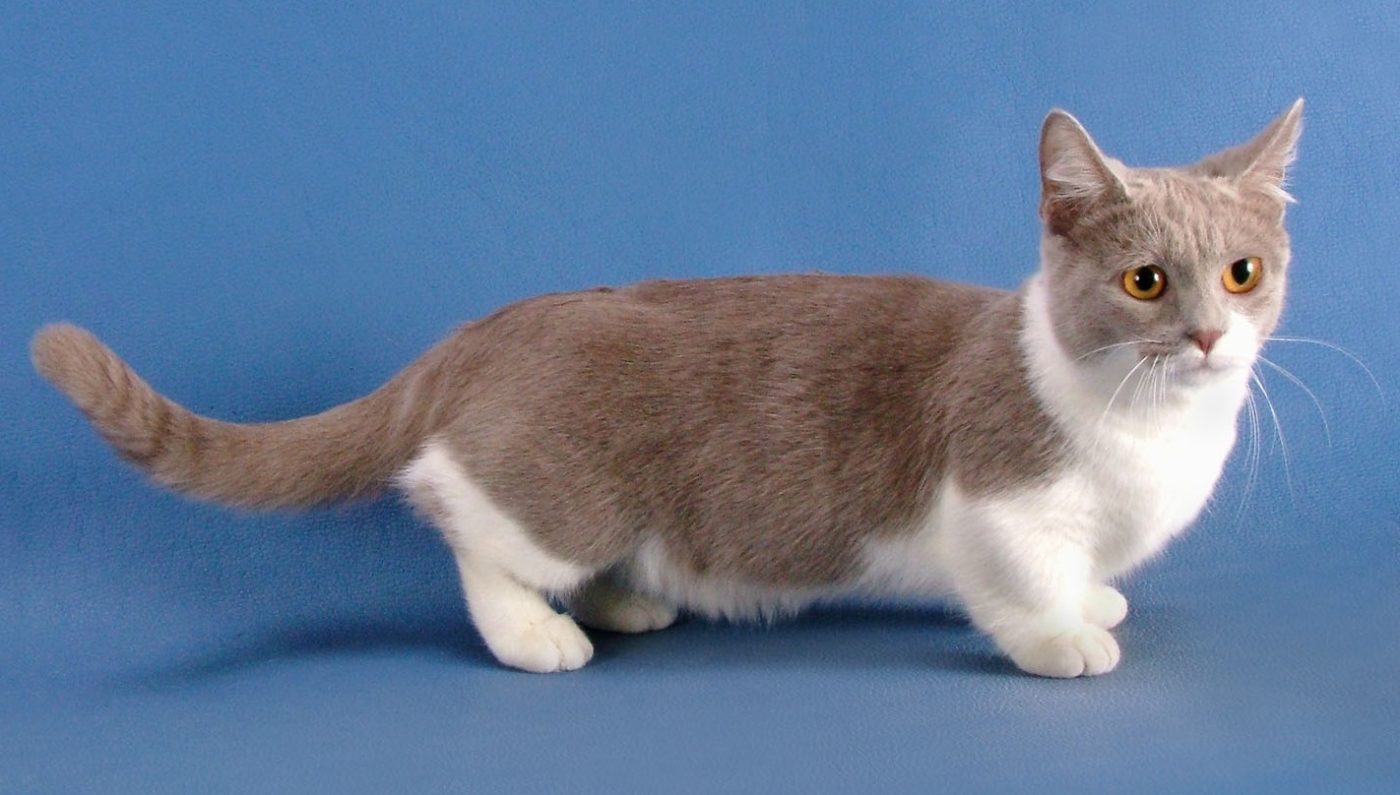 Munchkin Shorthair