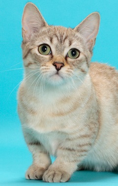 Munchkin Shorthair
