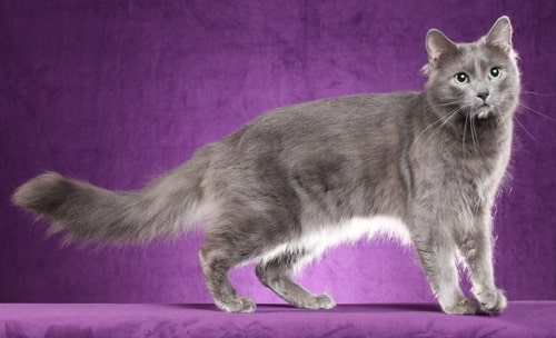 Nebelung