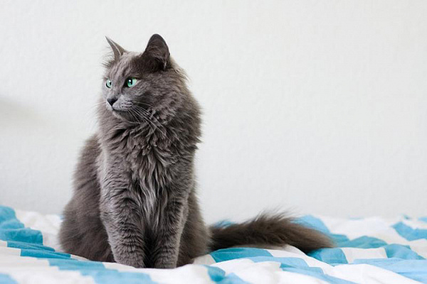 Nebelung