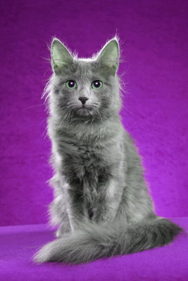 Nebelung